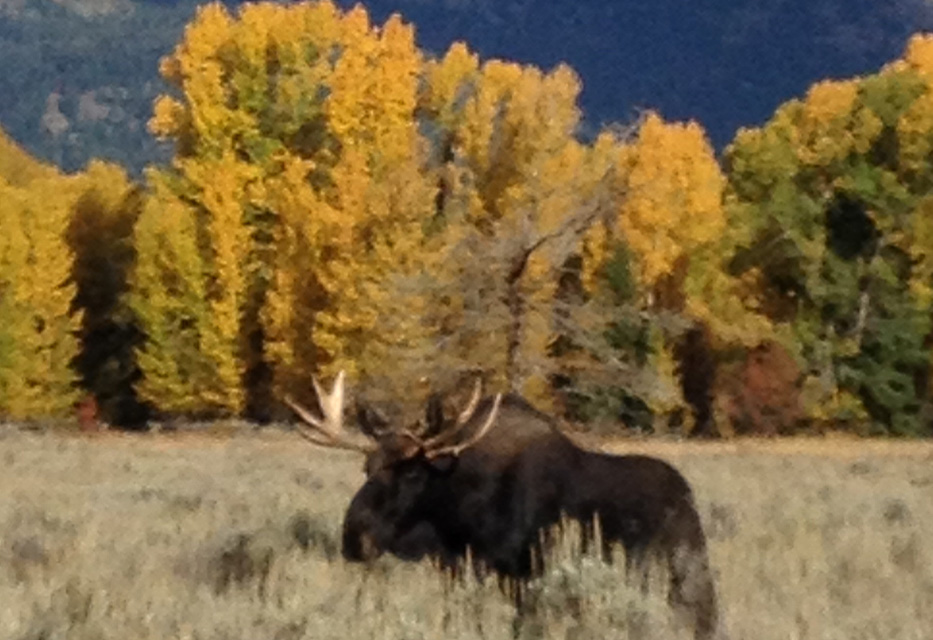 Wyoming Moose