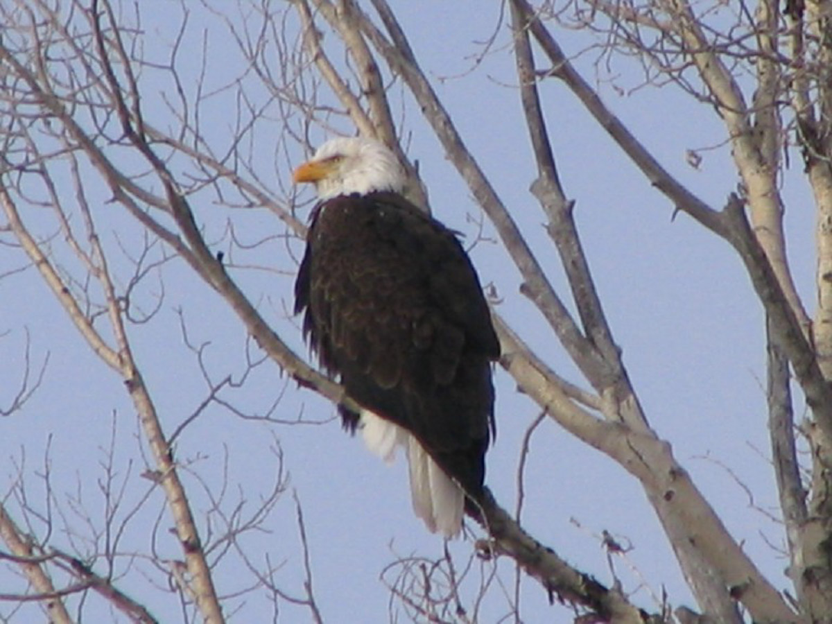 Bald Eagle