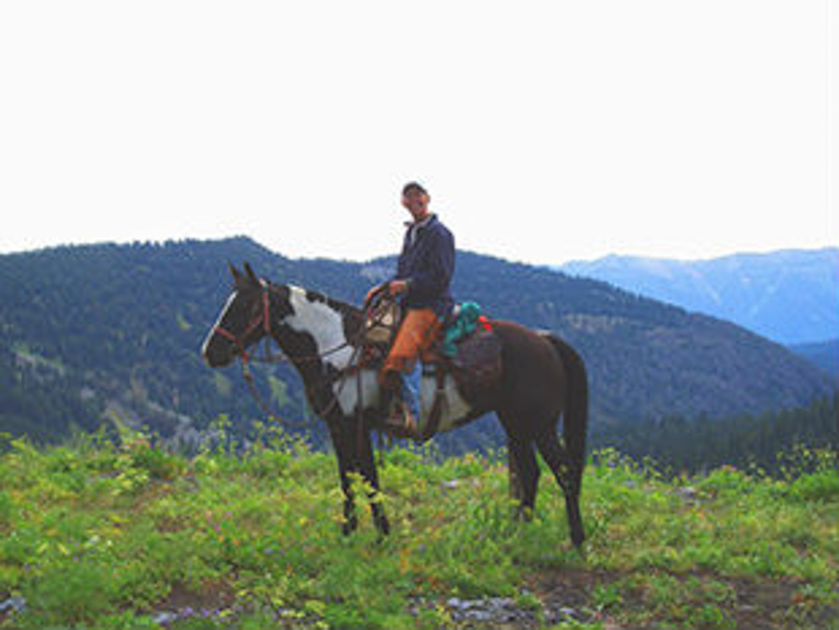 Jackson Hole Horse
