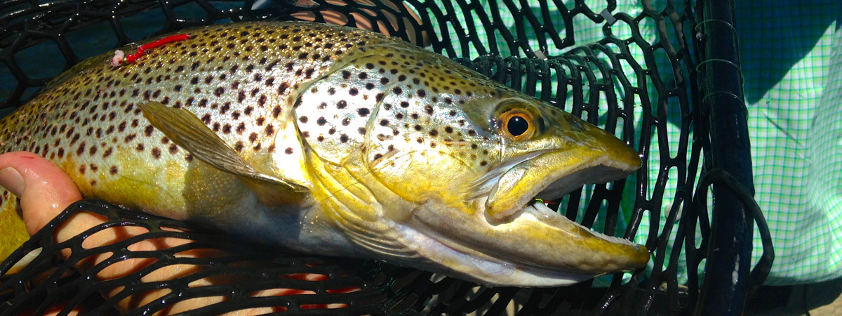 Talk to experts about Jackson Lake trout