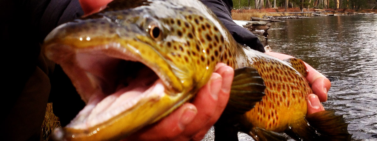 Jackson Hole Fly Fishing